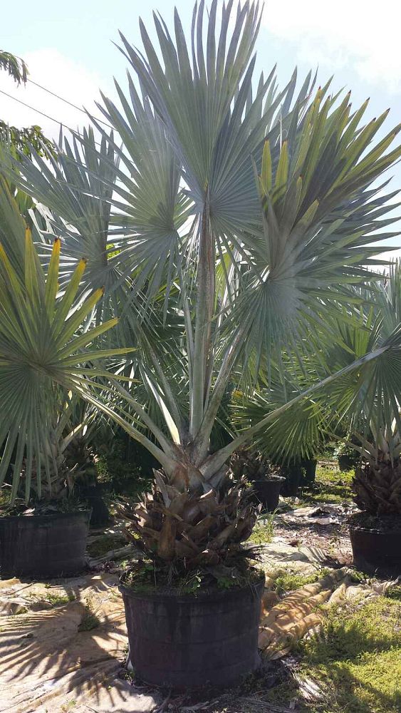 bismarckia-nobilis-silver-bismarck-palm