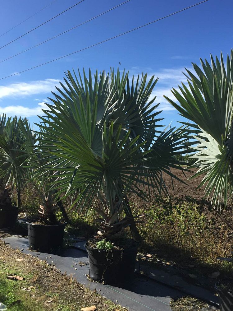 bismarckia-nobilis-silver-bismarck-palm