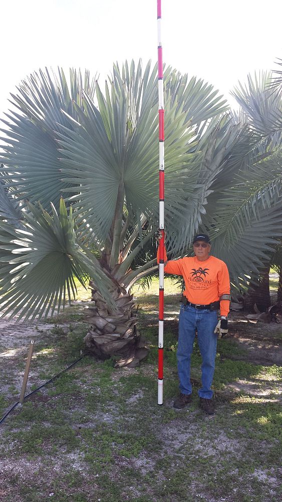 bismarckia-nobilis-silver-bismarck-palm