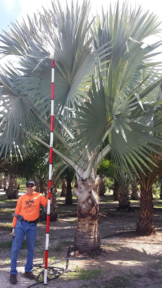 bismarckia-nobilis-silver-bismarck-palm