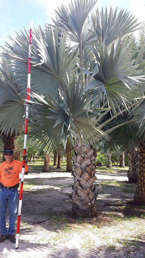 bismarckia-nobilis-silver-bismarck-palm