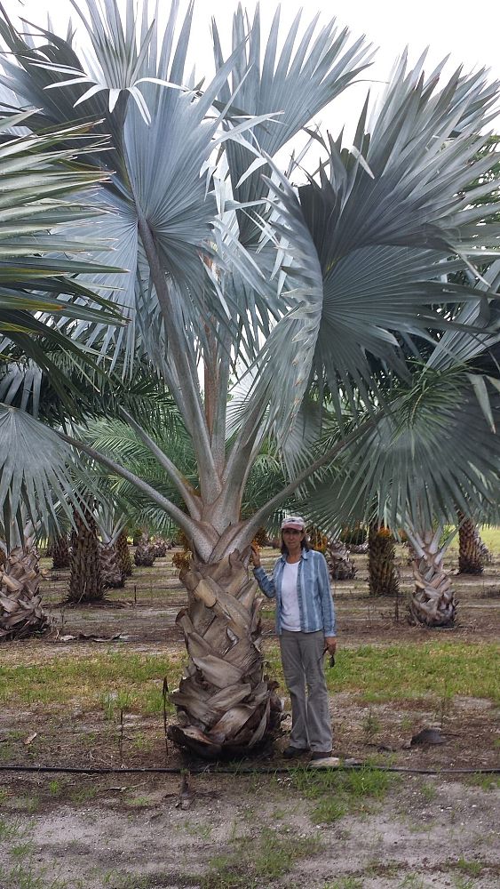 bismarckia-nobilis-silver-bismarck-palm
