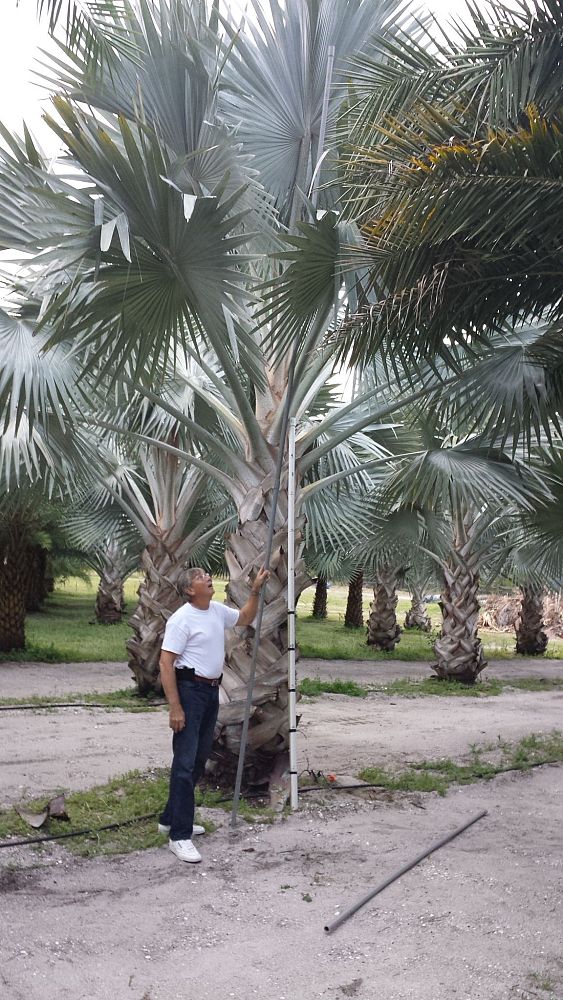 bismarckia-nobilis-silver-bismarck-palm