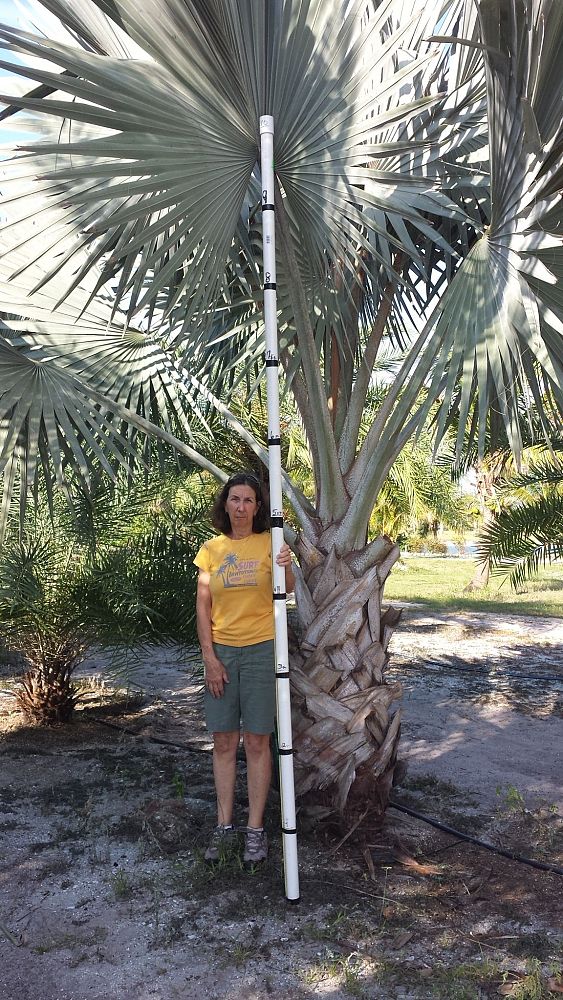 bismarckia-nobilis-silver-bismarck-palm