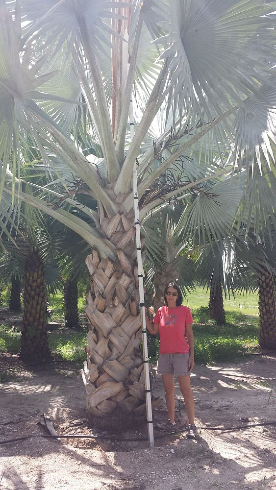 bismarckia-nobilis-silver-bismarck-palm