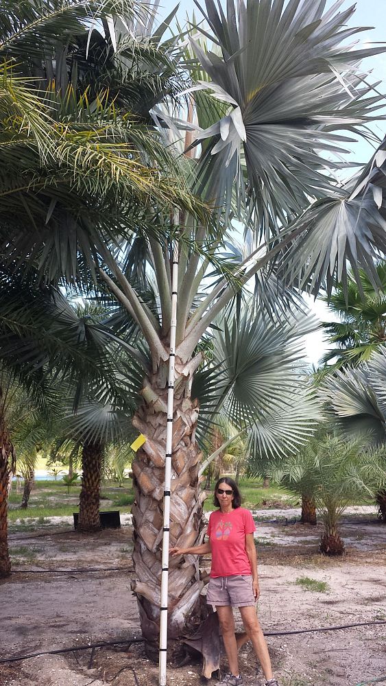 bismarckia-nobilis-silver-bismarck-palm