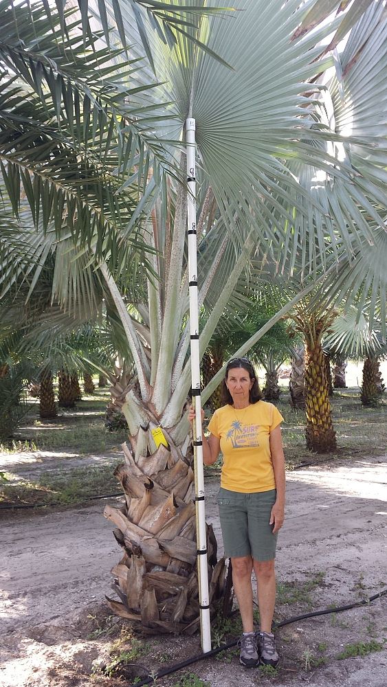bismarckia-nobilis-silver-bismarck-palm