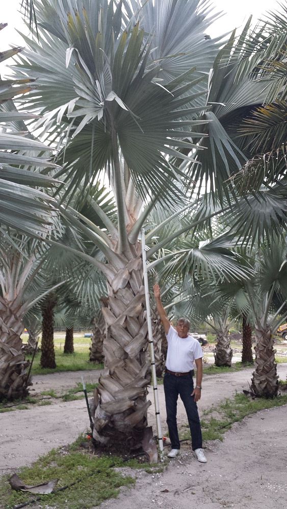 bismarckia-nobilis-silver-bismarck-palm