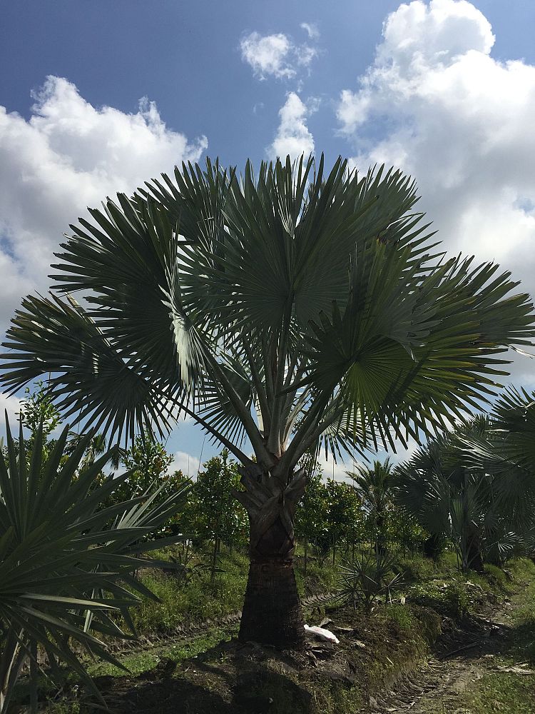 bismarckia-nobilis-silver-bismarck-palm
