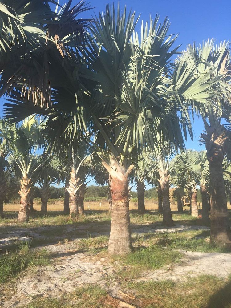 bismarckia-nobilis-silver-bismarck-palm
