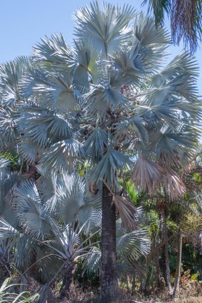 bismarckia-nobilis-silver-bismarck-palm