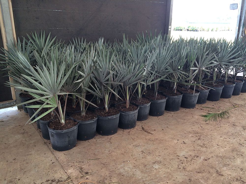 bismarckia-nobilis-silver-bismarck-palm
