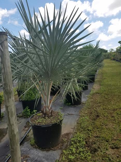 bismarckia-nobilis-silver-bismarck-palm