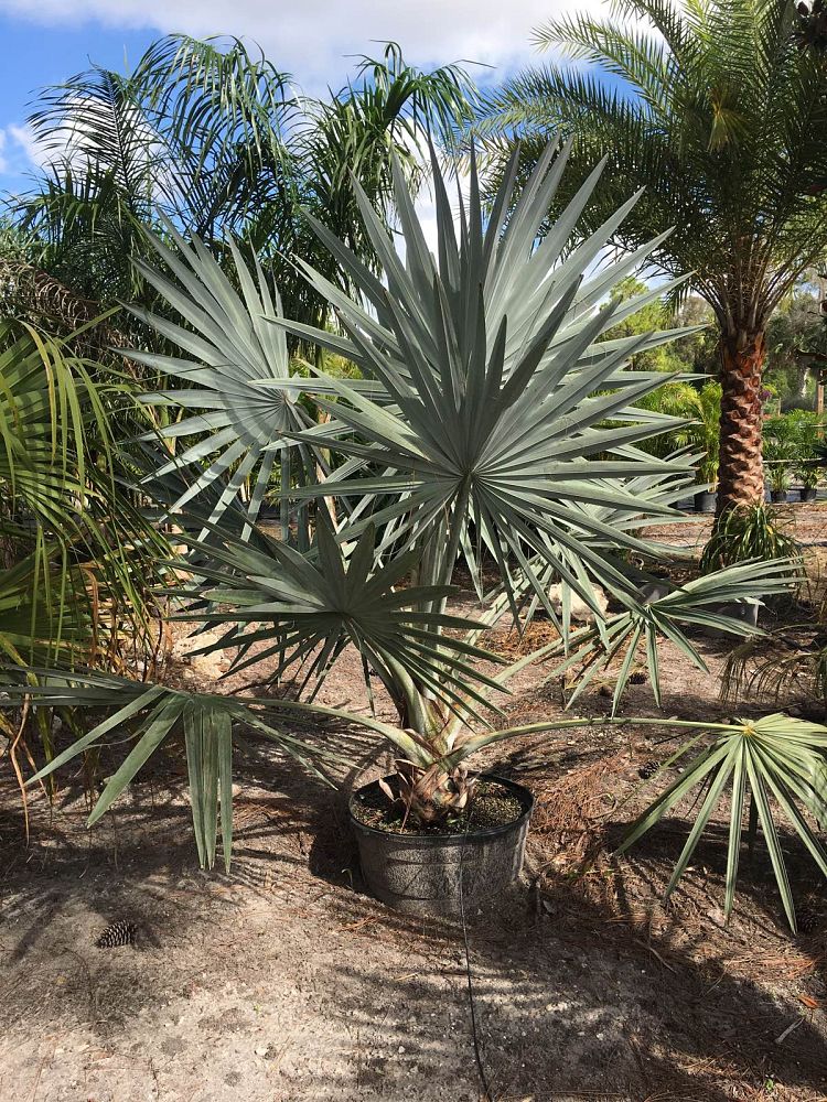 bismarckia-nobilis-silver-bismarck-palm