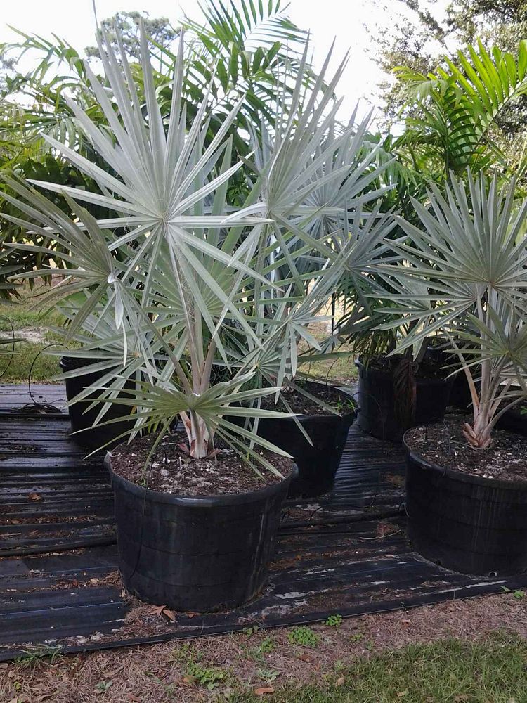 bismarckia-nobilis-silver-bismarck-palm
