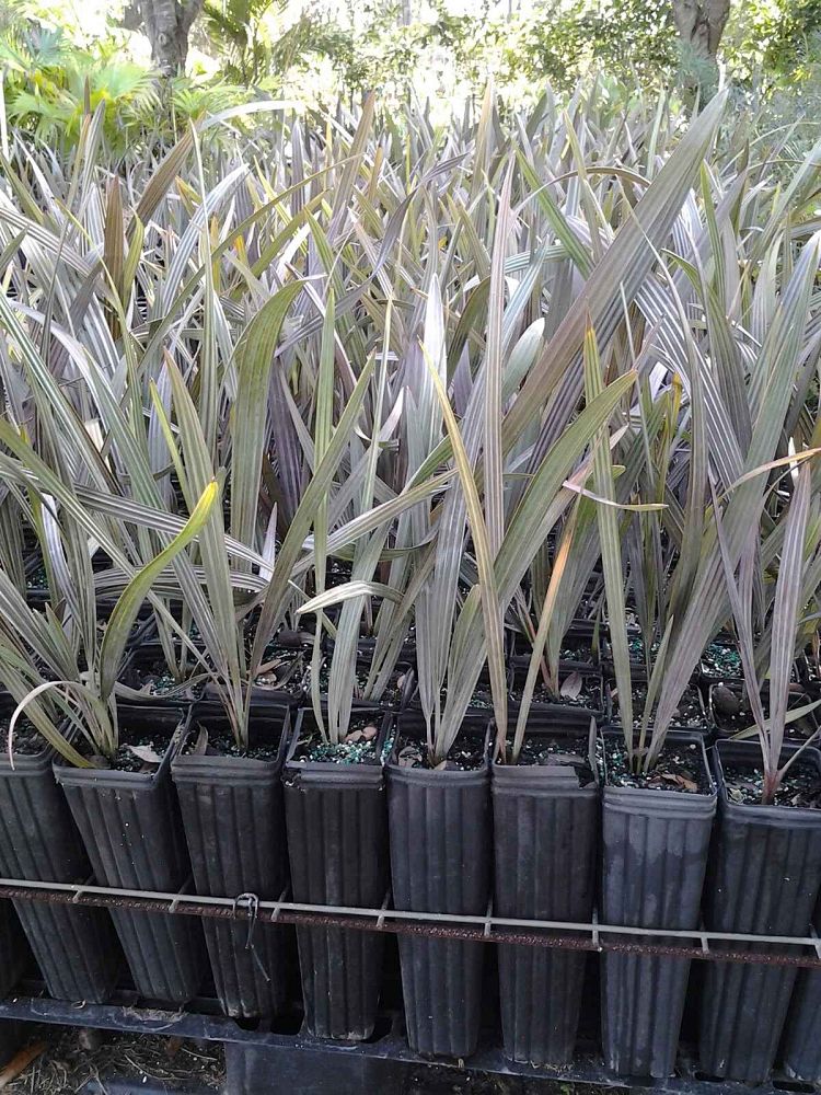 bismarckia-nobilis-silver-bismarck-palm