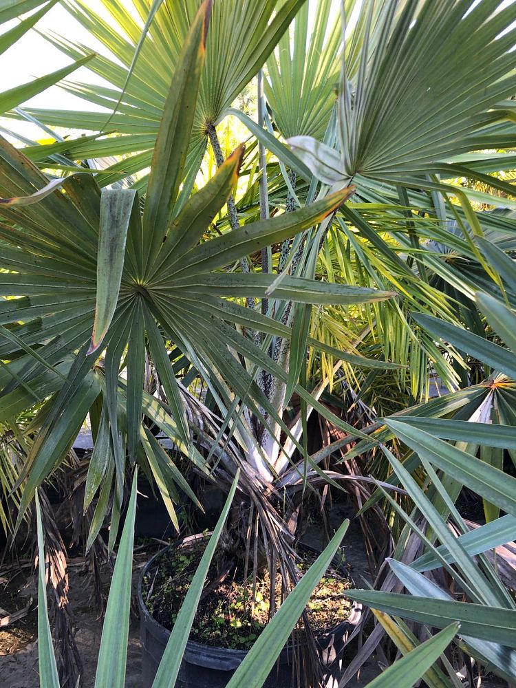 bismarckia-nobilis-silver-bismarck-palm