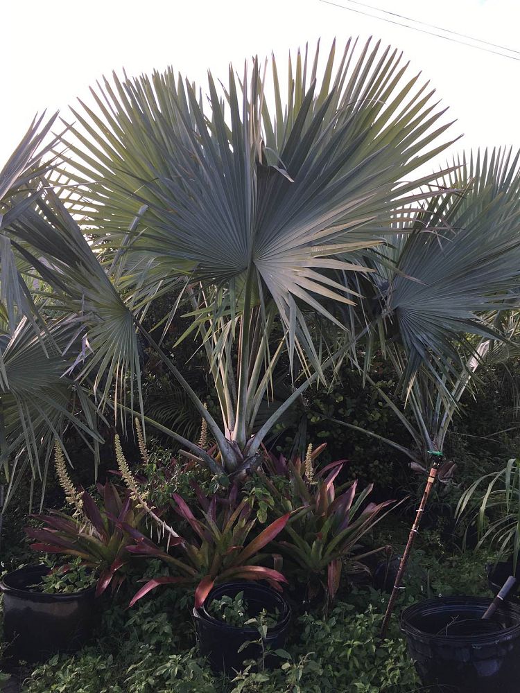 bismarckia-nobilis-silver-bismarck-palm