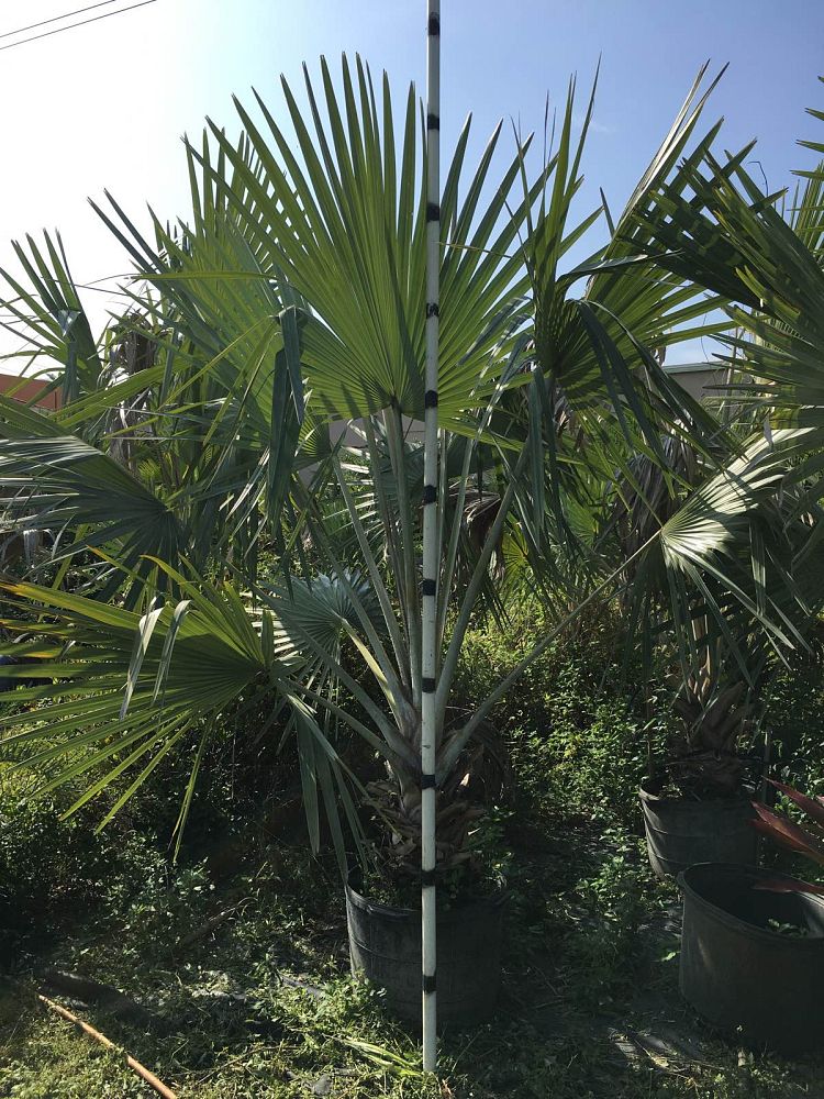bismarckia-nobilis-silver-bismarck-palm