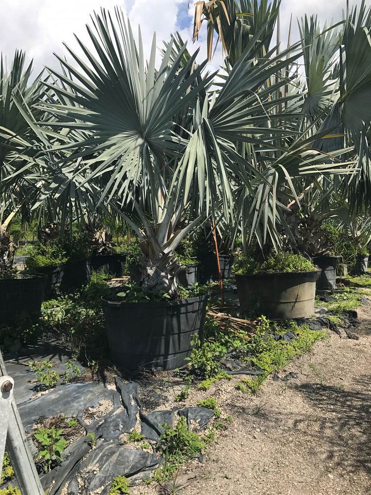 bismarckia-nobilis-silver-bismarck-palm