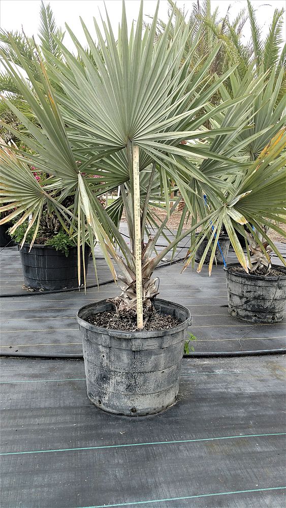 bismarckia-nobilis-silver-bismarck-palm