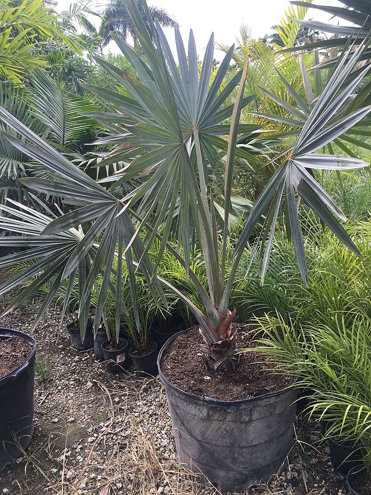 bismarckia-nobilis-silver-bismarck-palm