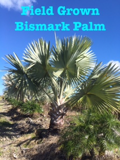bismarckia-nobilis-silver-bismarck-palm