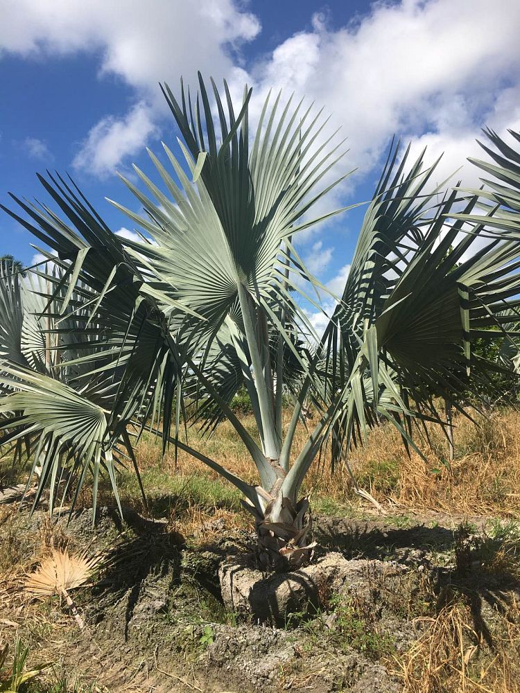 bismarckia-nobilis-silver-bismarck-palm