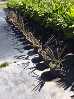 bismarckia-nobilis-silver-bismarck-palm