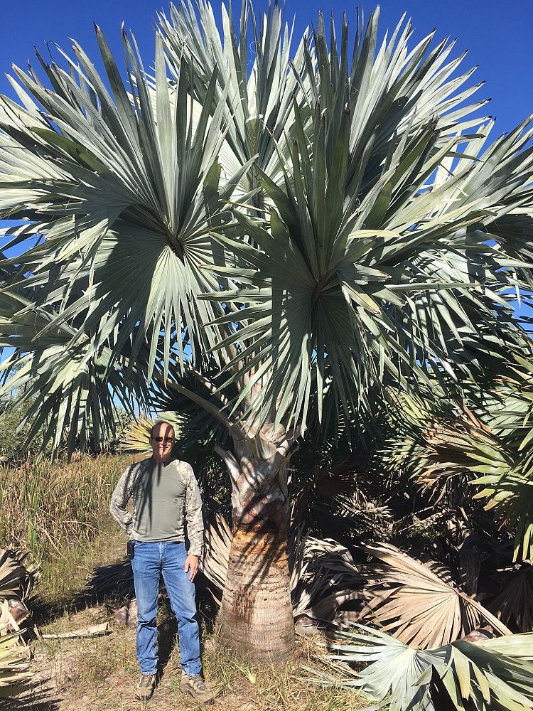 bismarckia-nobilis-silver-bismarck-palm