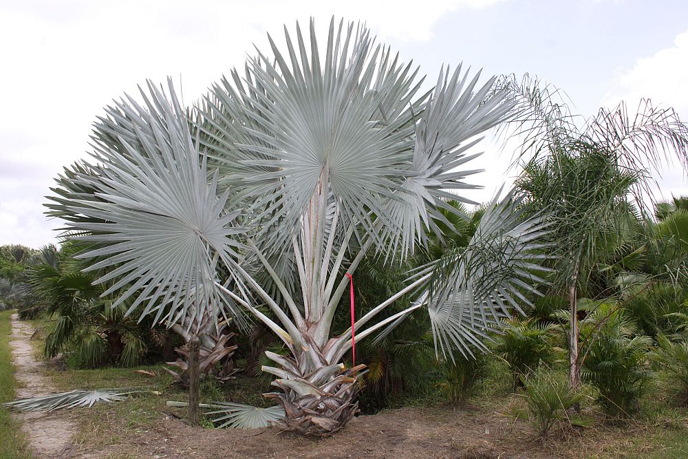 bismarckia-nobilis-silver-bismarck-palm