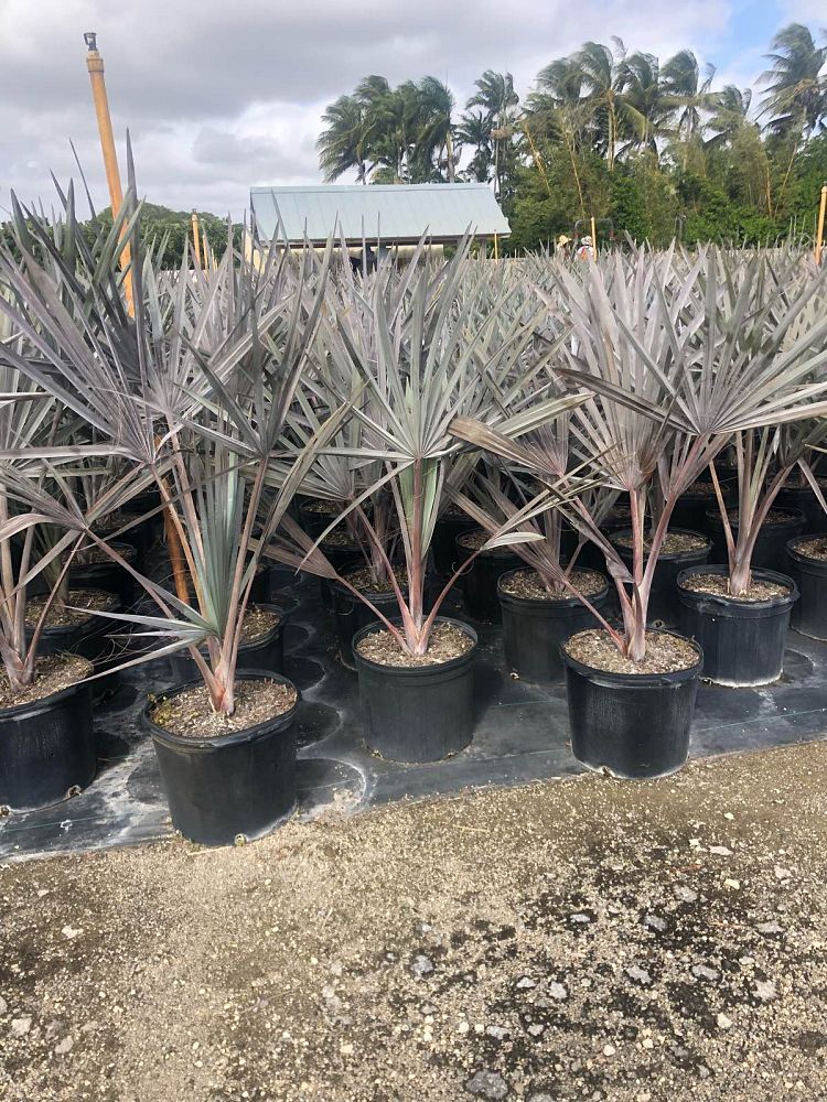 bismarckia-nobilis-silver-bismarck-palm