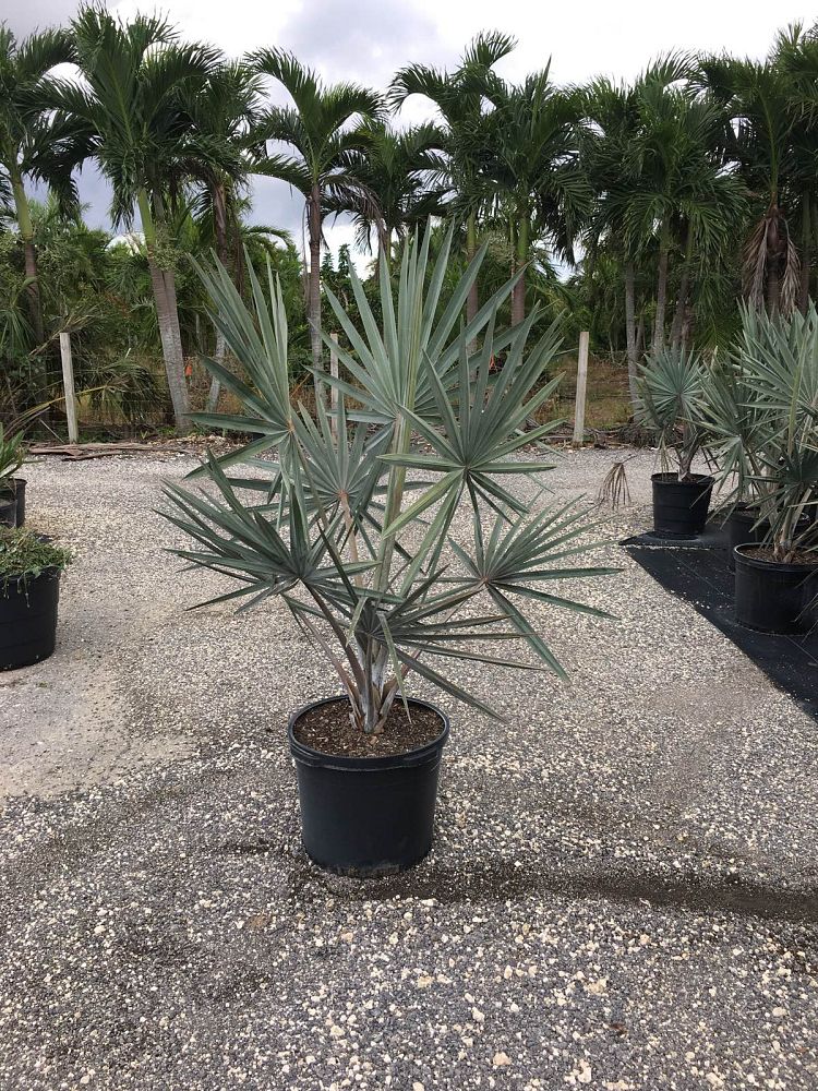 bismarckia-nobilis-silver-bismarck-palm