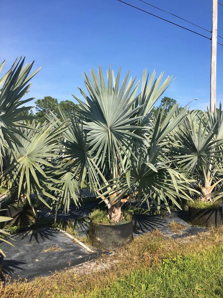 bismarckia-nobilis-silver-bismarck-palm
