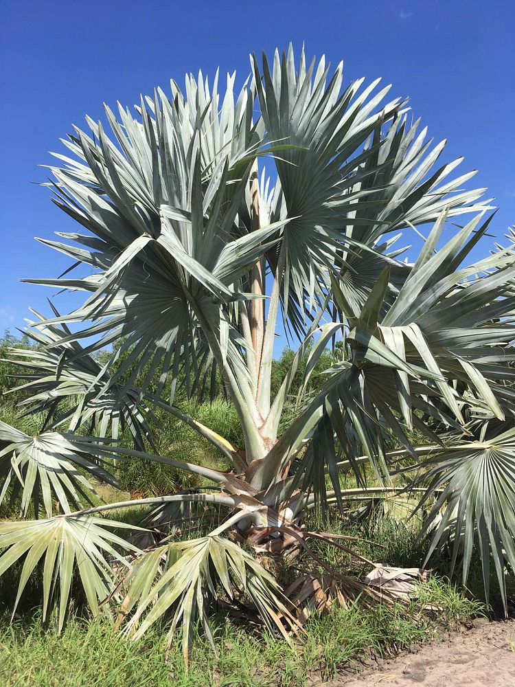 bismarckia-nobilis-silver-bismarck-palm