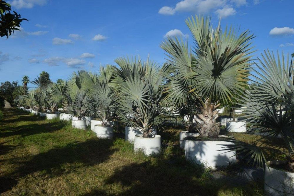 bismarckia-nobilis-silver-bismarck-palm