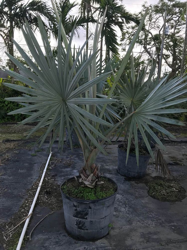 bismarckia-nobilis-silver-bismarck-palm
