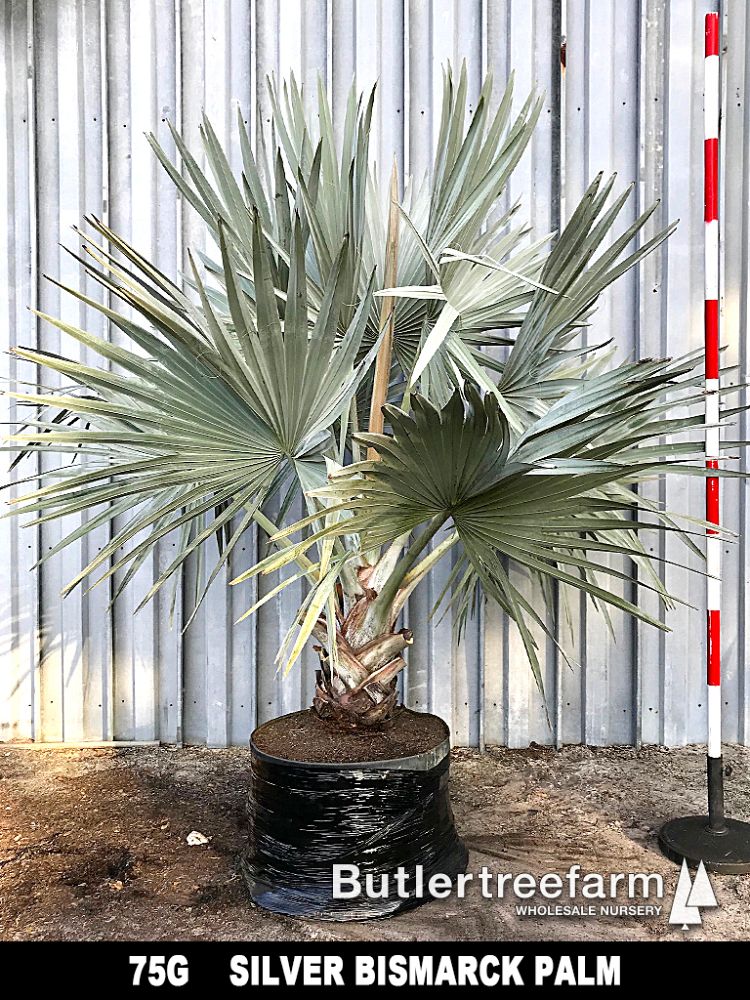 bismarckia-nobilis-silver-bismarck-palm
