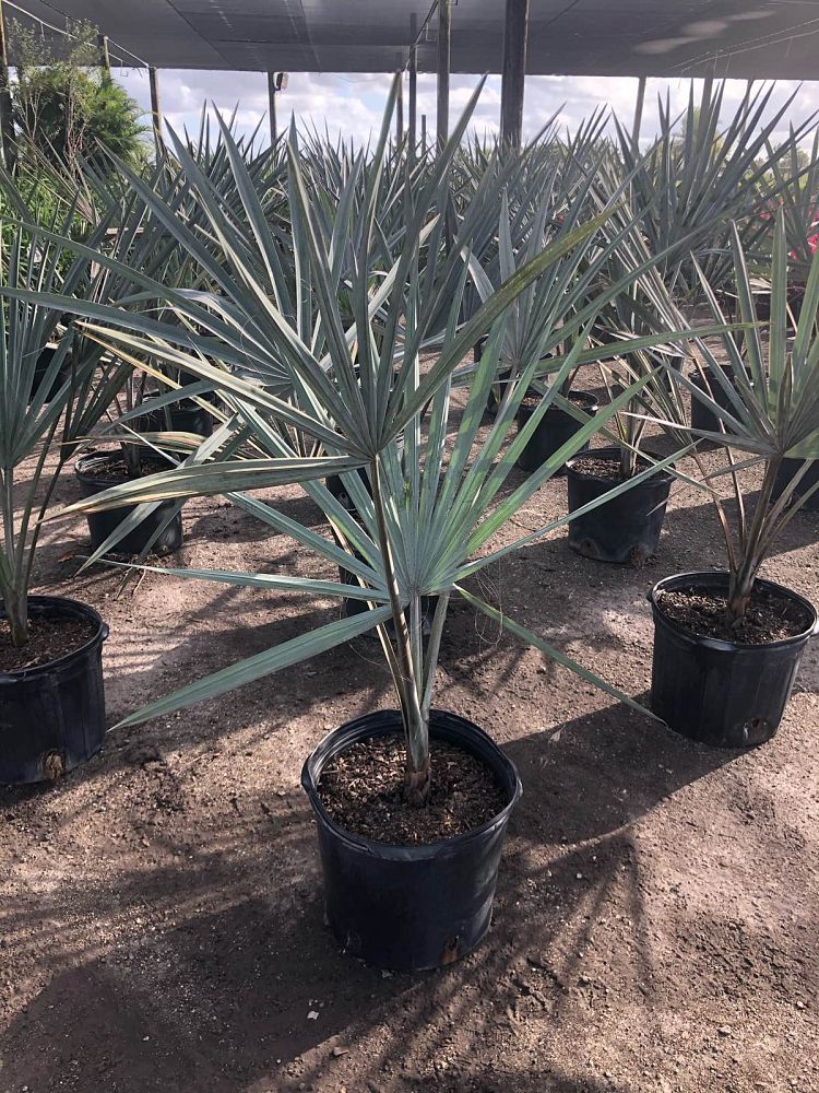 bismarckia-nobilis-silver-bismarck-palm
