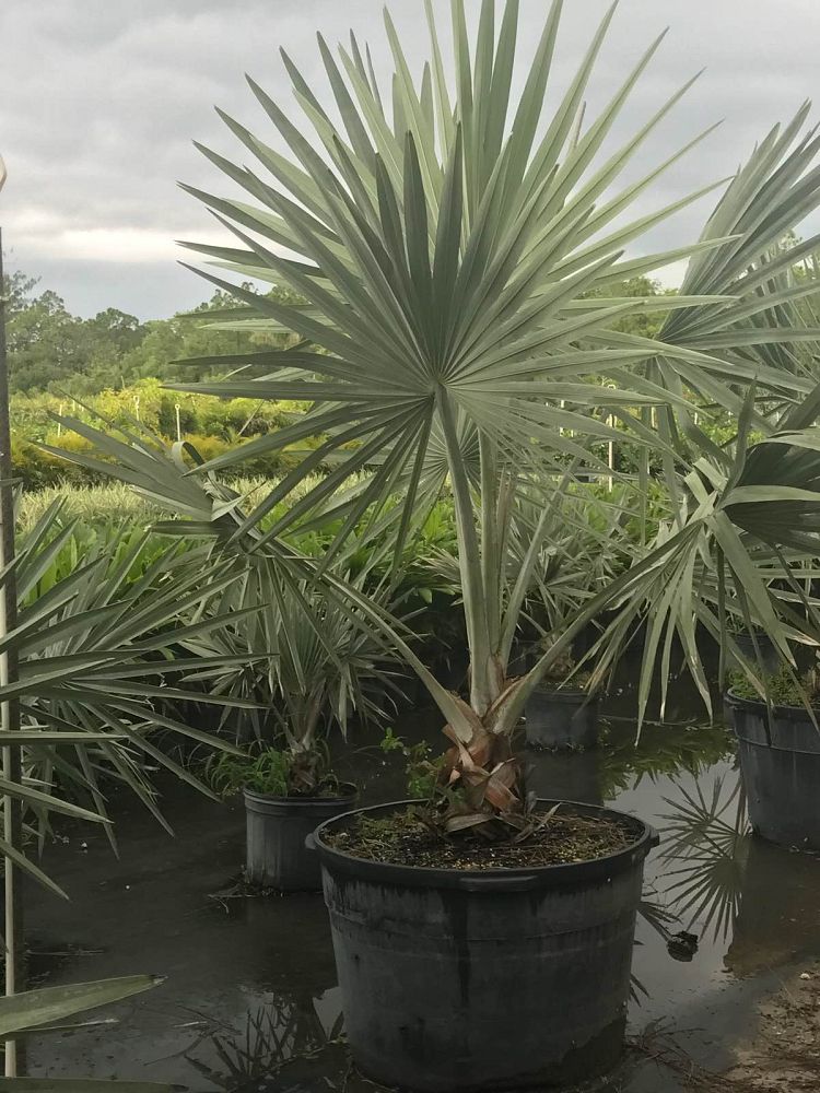 bismarckia-nobilis-silver-bismarck-palm