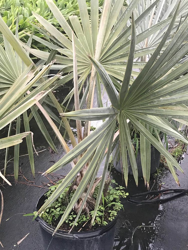 bismarckia-nobilis-silver-bismarck-palm