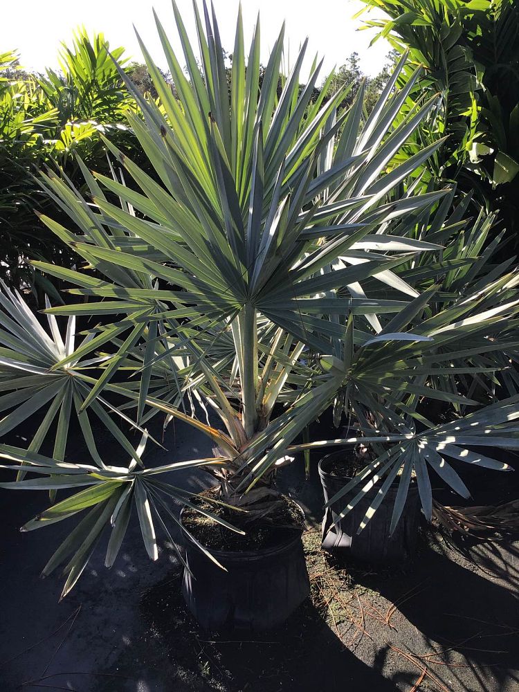 bismarckia-nobilis-silver-bismarck-palm