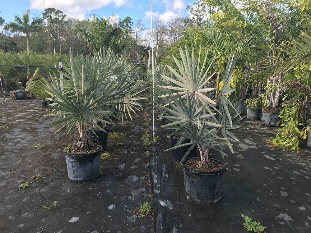 bismarckia-nobilis-silver-bismarck-palm