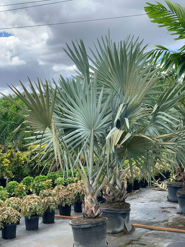bismarckia-nobilis-silver-bismarck-palm