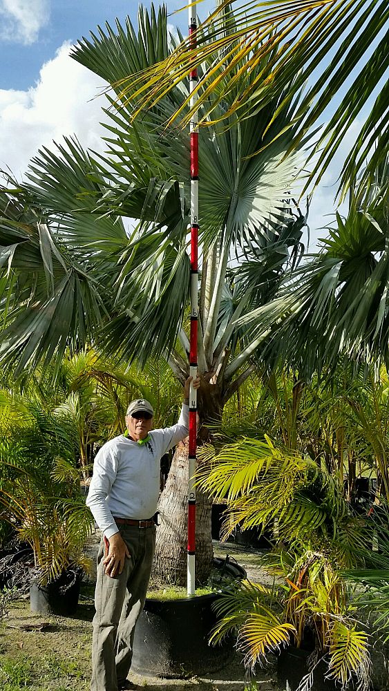 bismarckia-nobilis-silver-bismarck-palm