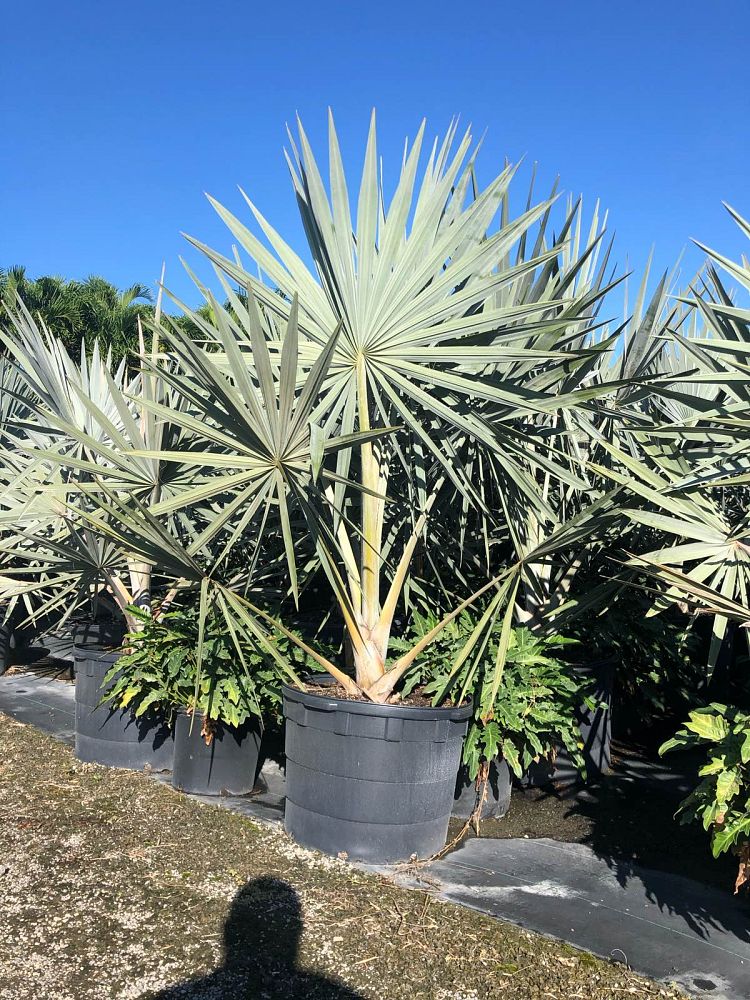 bismarckia-nobilis-silver-bismarck-palm