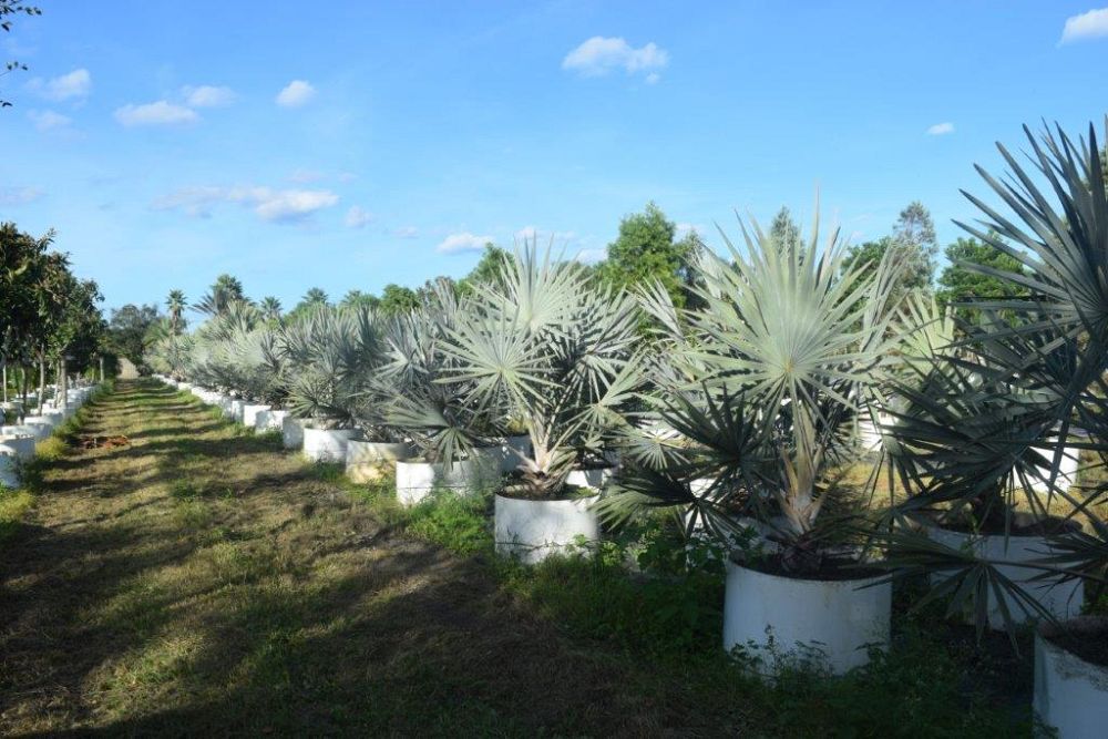 bismarckia-nobilis-silver-bismarck-palm