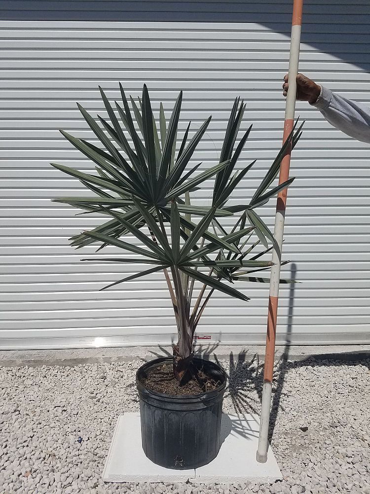 bismarckia-nobilis-silver-bismarck-palm