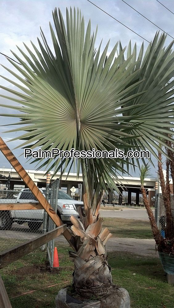 bismarckia-nobilis-silver-bismarck-palm