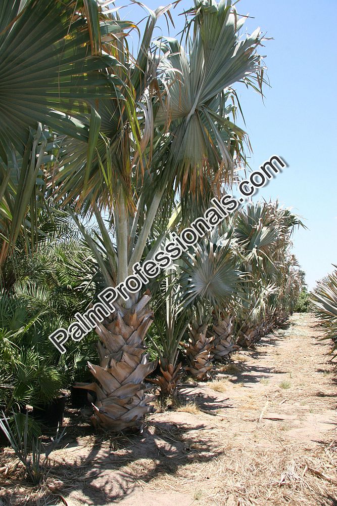 bismarckia-nobilis-silver-bismarck-palm